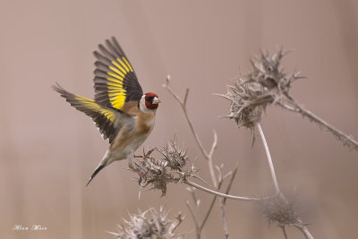 Goldfinch and Crested Lark