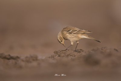 671A7543.jpg     Water Pipit - Aosta Valley