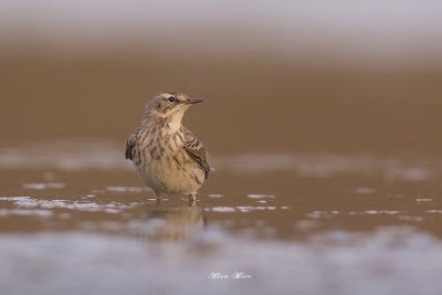 671A7811.jpg    Water Pipit - Aosta Valley