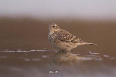 671A7826.jpg    Water Pipit - Aosta Valley