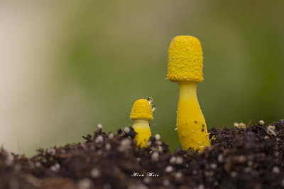 671A2879.jpg   Leucocoprinus birnbaumii