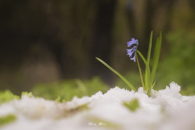 hyacinthus_orientalis