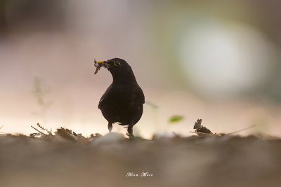 blackbird_