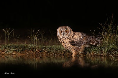 Long_eared_owl