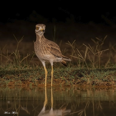stone_curlew