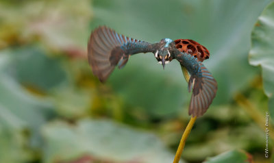 River kingfisher