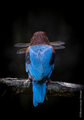 White-throated Kingfisher