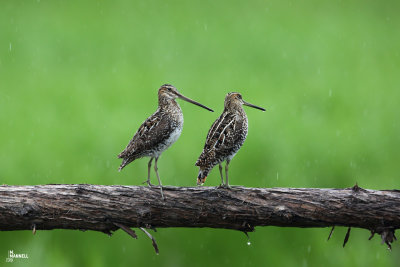 Soggy Snipes
