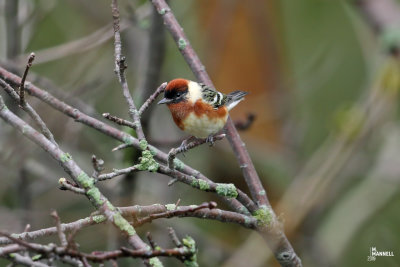 Bay-breasted Warbler