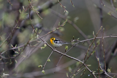 Blackburnian Warbler