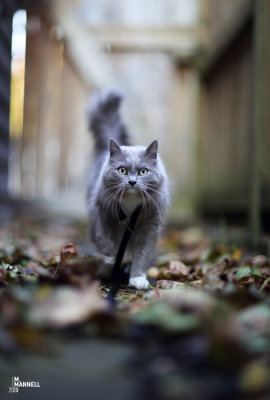 Back Alley Leafer