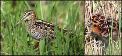 Snipe in the Grass