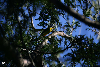 Canada Warbler