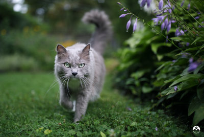 Garden Patrol