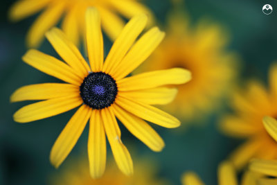 Black-eyed