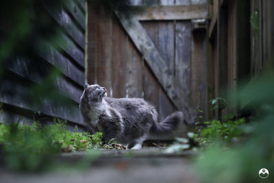 Chippy Sighted