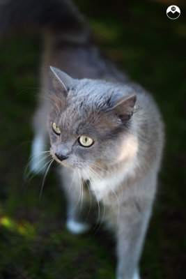 Dog Day Cat Walk