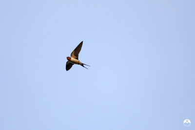 Barn Swallow