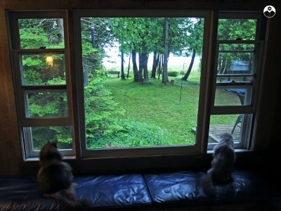 Kitty View x2