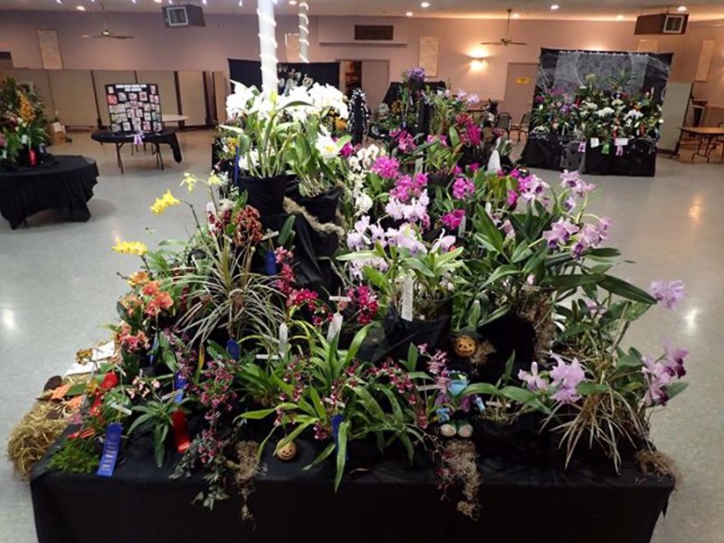 20191647-20191648 Exhibit Orchids Are A Scream 2 ST/AOS, SC/AOS (86 points) 10-26-2019 - Eastern Iowa (side view)