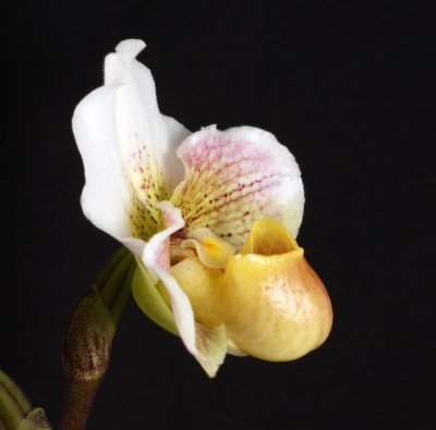20191563 Paphiopedilum Small Wonder 'Deerwood Food Connection' AM/AOS (80 points) Ross Hella (side view)