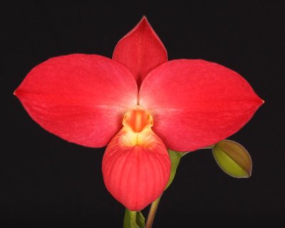 20191566 Phragmipedium Fritz Schomberg 'Bic Pucker' AM/AOS (81 points) Orchids, Ltd (front view)