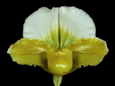 20191568 Paphiopedilum (Turangi Valley x Sorcerer's Stone) 'Hampshire Envy' AM/AOS (83 points) Arnold Klehm (front view)