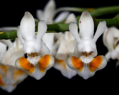 20191569 Phalanopsis gibbosa 'Emma' AM/AOS (82 points) Orchids, Ltd (close up)