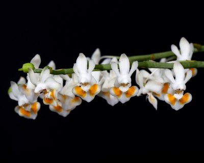 20191569 Phalanopsis gibbosa 'Emma' AM/AOS (82 points) Orchids, Ltd