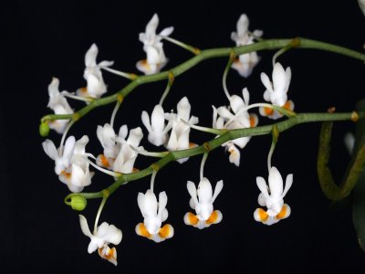20191569 Phalanopsis gibbosa 'Emma' AM/AOS (82 points) Orchids, Ltd (inflorescences)