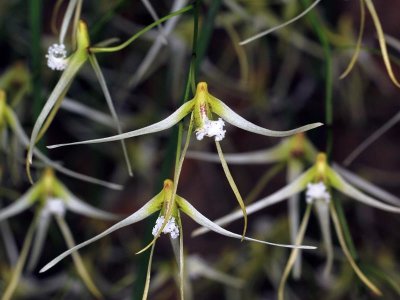 20191570 Dockrilla teretifolia 'Althea' CCM/AOS (83 points) Matt Pfeifer - TenShin Orchids (flowers)