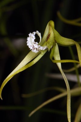 20191570 Dockrilla teretifolia 'Althea' CCM/AOS (83 points) Matt Pfeifer - TenShin Orchids (close up)