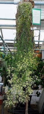 20191570 Dockrilla teretifolia 'Althea' CCM/AOS (83 points) Matt Pfeifer - TenShin Orchids (plant)