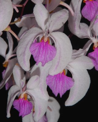 20191574 Holcoglossum kimballianum 'Silas' CCM/AOS (83 points) 02-02-2019 - Walter Crawford (flower)