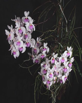 20191574 Holcoglossum kimballianum 'Silas' CCM/AOS (83 points) 02-02-2019 - Walter Crawford (plant)