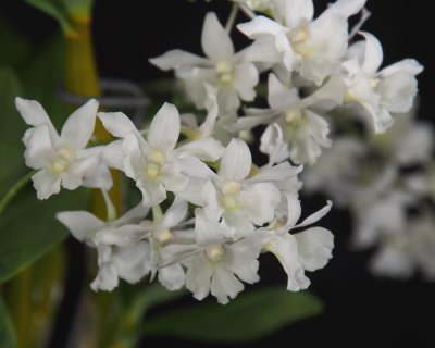 20191575 Dendrobium Mini Snowflake 'Louise' CCM/AOS (81 points) 02-02-2019 - Pat Calvey (flower)