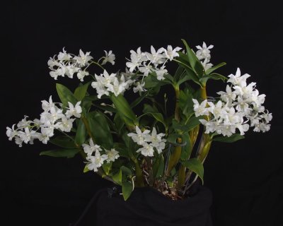 20191575 Dendrobium Mini Snowflake 'Louise' CCM/AOS (81 points) 02-02-2019 - Pat Calvey (plant)
