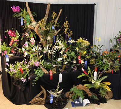 20191578 Exhibit 'Winter Paradise' ST/AOS (83 points) 02-16-2019 - Batavia Orchid Society