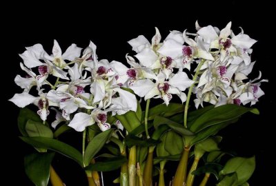 20191584 Dendrobium Royal Wings 'Kathleen' AM/AOS (82 points) 03-02-2019 - Pat Caluey (flowers)