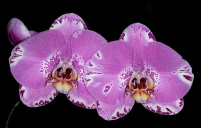20191586 Phalaenopsis Fullers 3545 FL89014 AM/AOS (85 points) 03-02-2019 - Roy & Loren Lenz