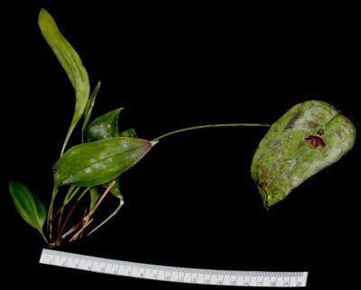 20191592 Pleurothallis troglodytes 'Orkiddoc' CBR/AOS 03-09-2019 - Larry Sexton (plant)