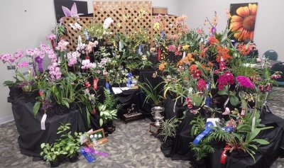 20191595-20191596 Illowa Orchid Society Exhibit 'Spring Flair' ST-SC/AOS (86 points) 03-16-2019