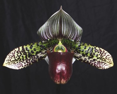 20191598 Paphiopedilum Macabre Magical Moon 'Kathy' HCC/AOS (76 points) 03-16-2019 - Bruce Byorum