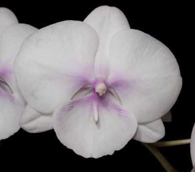 20191606 Phalaenopsis Lioulin Diana Lip 'Iowa Orchids' HCC/AOS (77 points) 04-13-2019 - Robert Bannister (flower)