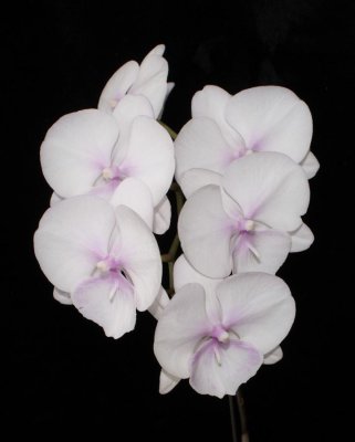 20191606 Phalaenopsis Lioulin Diana Lip 'Iowa Orchids' HCC/AOS (77 points) 04-13-2019 - Robert Bannister (spray)