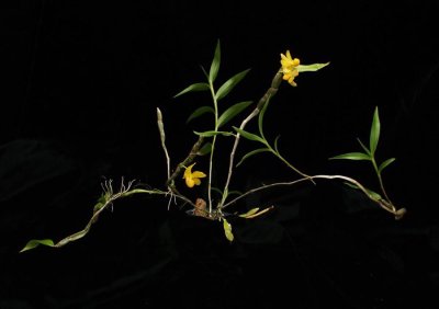 20191611 Dendrobium chrysocrepis 'Chery's Joy ' CBR/AOS 05-11-2019 - Cheryl Erins (plant)