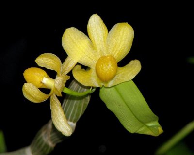 20191611 Dendrobium chrysocrepis 'Chery's Joy ' CBR/AOS 05-11-2019 - Cheryl Erins (flower)