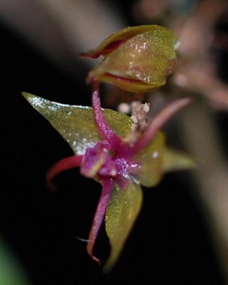 20191617 Lepanthes teretipetala 'Cheryl's Joy' CBR/AOS 07-13-2019 - Cheryl Erins (flower)