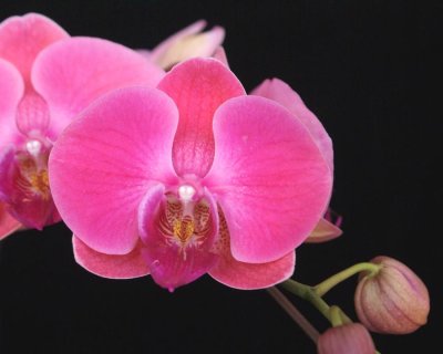 20191631 Phalaenopsis Shan-Chieh Beauty 'YPM6133 Iowa' AM/AOS (80 points) 09-14-2019 - Robert Bannister (flower)