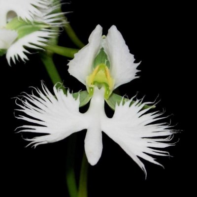 20191632 Habeneria radiata ' TQ's First' JC/AOS 09-14-2019 - Tony Quirk (flower)